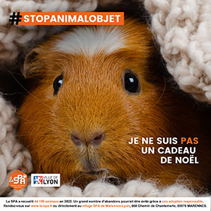 Un animal n'est pas un cadeau de Noël